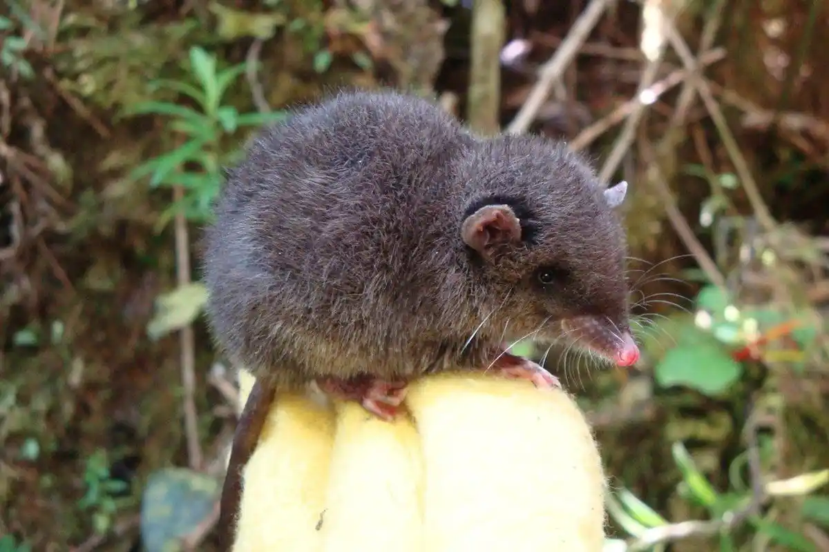 我是鼩鼱,世界上最小的哺乳动物