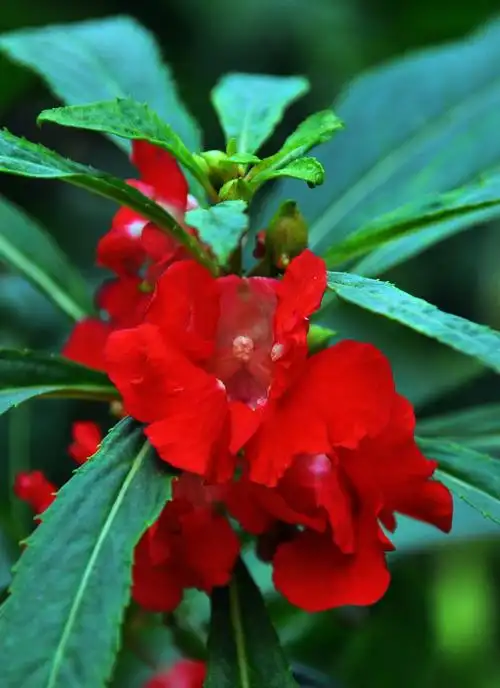【凤仙花摄影图片】清潭社区生态摄影_龙城布衣_太平洋电脑网摄影部落