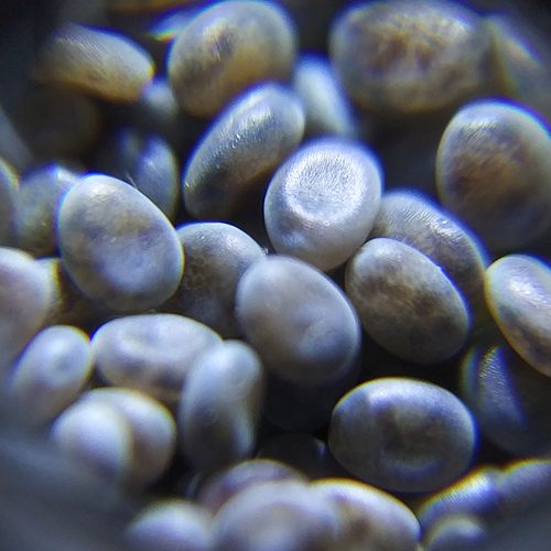 蚕宝宝蚕籽蚕卵学生养蚕套装蚕蛋天然彩蚕子金丝蚕桑叶新鲜宠物种