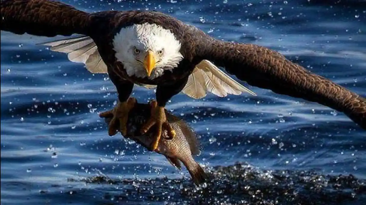 老鹰高空俯冲而下,捕捉食物的镜头你见过吗?一起来见识下