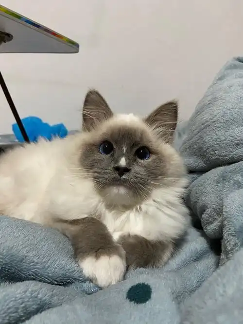 你见过颜值最高的蓝手套色布偶猫是什么样子?