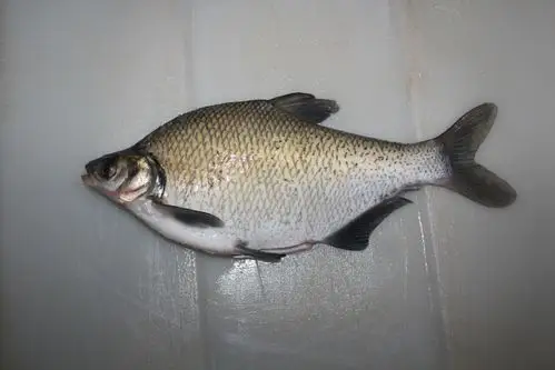 原条鳊鱼 武昌鱼三去单冻 水产品加工 可出口全球任何国家