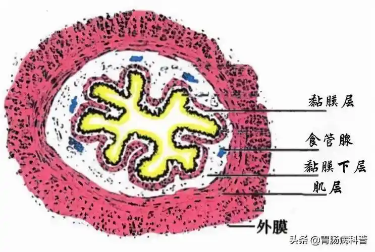 关于早期食管癌您需要知道的医学常识