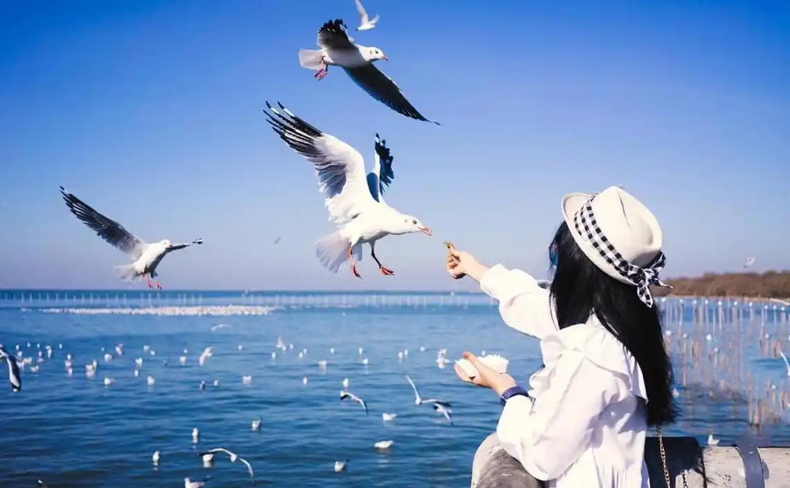 唯美?美女用嘴叼着面包仰头喂海鸥,被海鸥啄伤嘴巴,血流不止