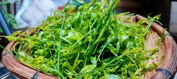 云南野生甜菜已实现人工种植为何还是15元一两