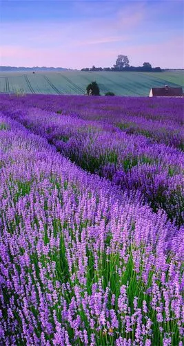 iphone 薰衣草壁纸