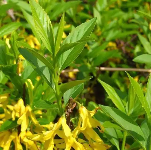 连翘是长什么样的?