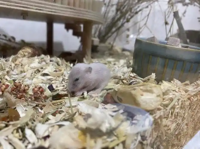 我去怎么就生了7只仓鼠宝宝