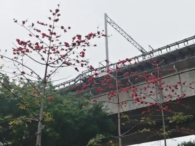 南宁江南大道:无边光景一时新,万紫千红总是春