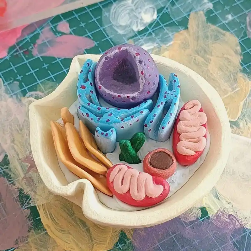 动物细胞模型 老师布置的作业就捏了捏