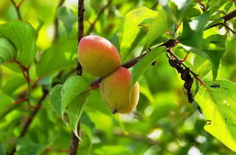 南方山桃是这个季节常见的一种野生水果,每逢8月,都是种子