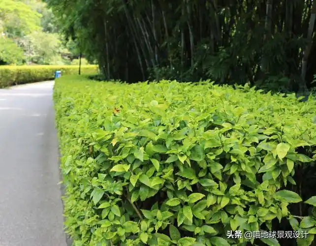 什么是绿篱(22种私家庭院常用的围墙绿篱图片)