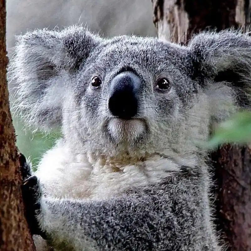 黄金海岸可伦宾动物园门票 抱考拉 黄金海岸可伦宾动物园门票 抱考拉