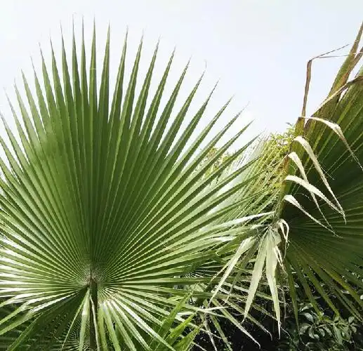 p>丝葵(学名: i>washingtonia filifera  /i>(lind.ex andre)h.