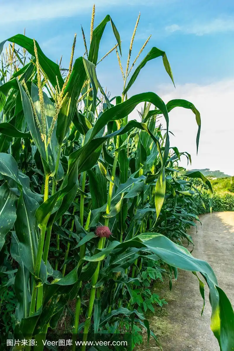 农村土地上的大片玉米正在成熟