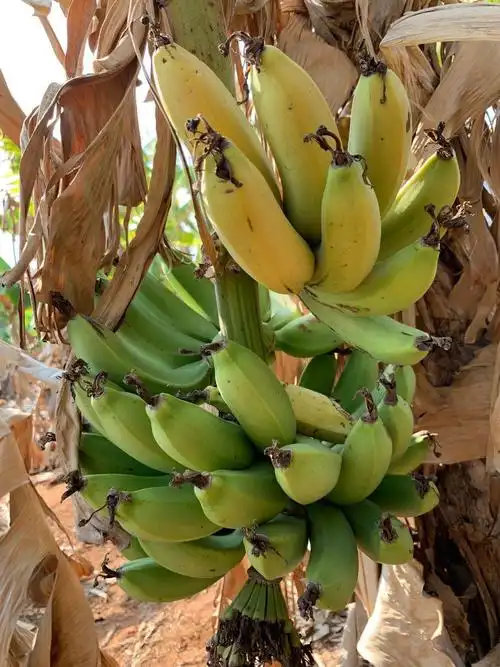 广西特产水果北海涠洲香蕉青皮矮蕉无添加自然手机保护套