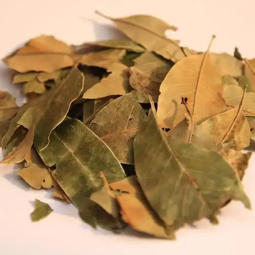 黄杞叶提取物 高含量 厂家现货