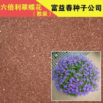 六倍利花种子 盆栽垂吊半边莲 翠蝶花种子蓝色 阳台吊兰花籽