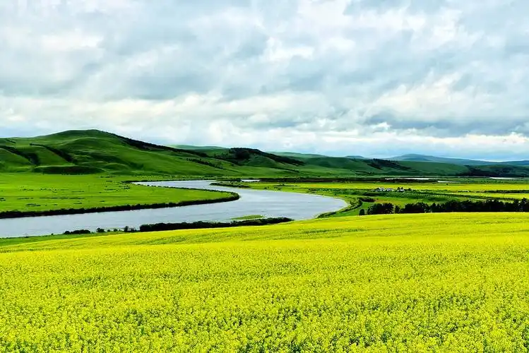 呼伦贝尔大草原醉美季,百万亩油菜花遍地黄金甲