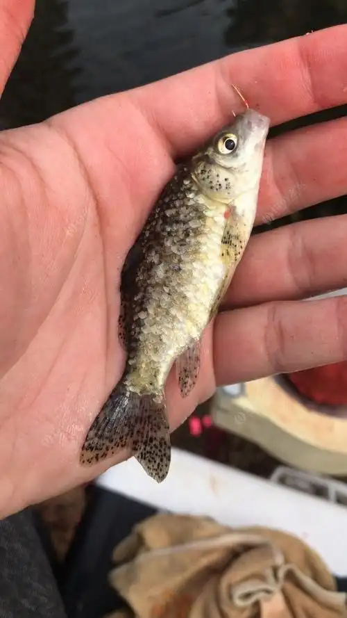 凑一波热闹,极品芝麻鲫