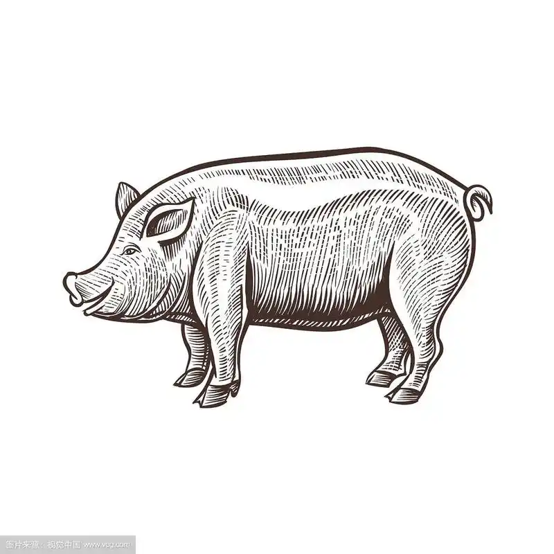 农场猪动物素描隔离猪肉上的白色