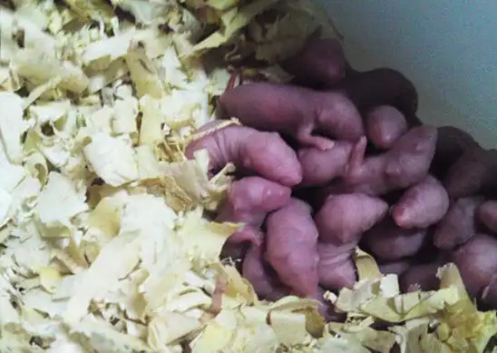 只所以叫做三叫,是因为筷子夹起老鼠时一叫,往酱碟里一蘸,鼠再叫,送