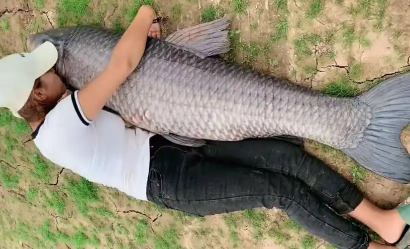 江苏钓友钓起百斤巨型青鱼,网友表示:我还钓过500斤的_大鱼_养殖_鱼王