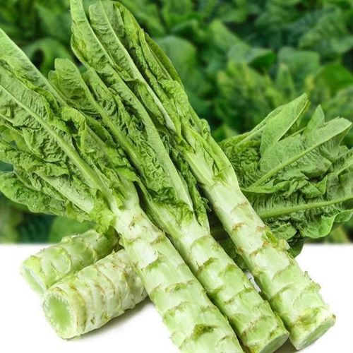 莴苣和莴笋一样吗( 莴苣和莴笋的区别图片 )