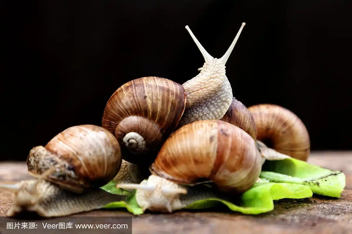 蜗牛,触角,背景,木制,菜园