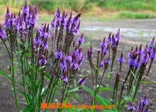 马鞭草的功效与作用及禁忌