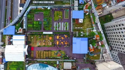 美哭!武汉闹市中有个"天空农场"