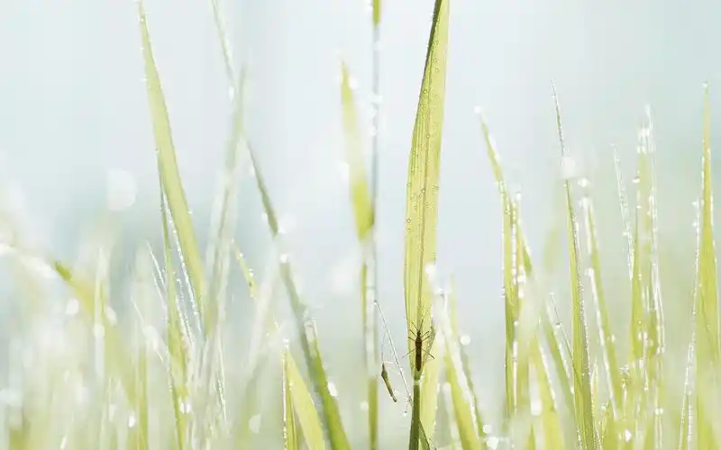 清晨独一无二的小清新植物ins风,风景-回车桌面