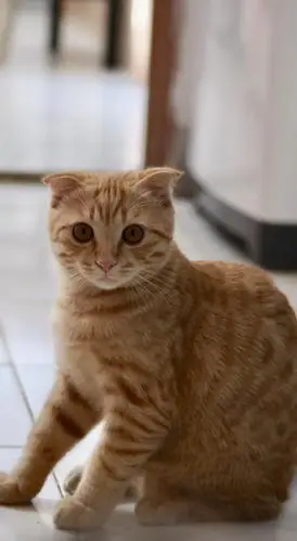 自家英短折耳橘猫找铲屎官