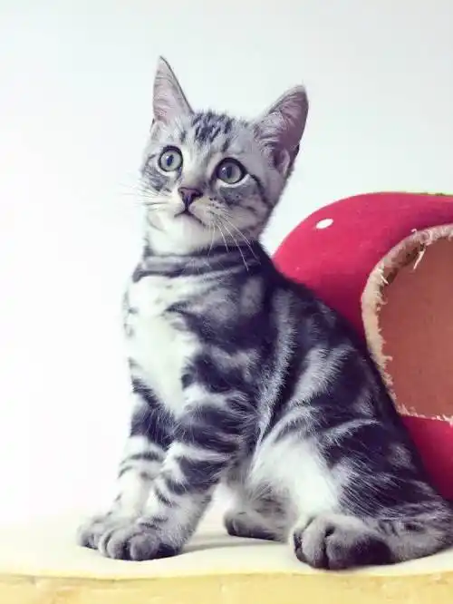 家养纯种虎斑加白