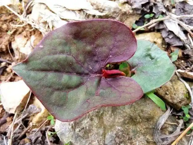 农村有个耳朵菜北方人不搭理南方人当美食吃多吃防上火