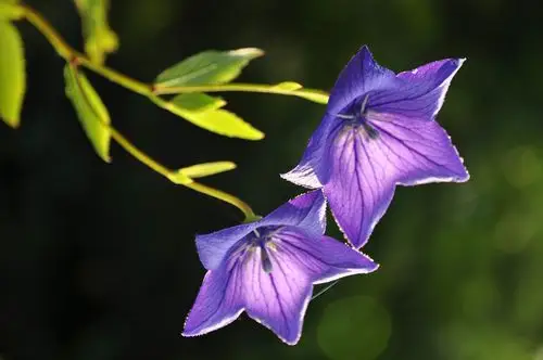 山花秀长白(二)——舞动的桔梗花