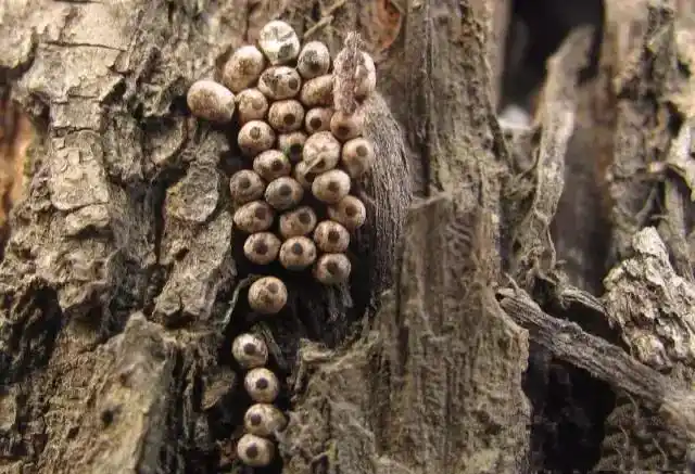 令人发麻的刺蛾卵竟然被当做是一道美味食品