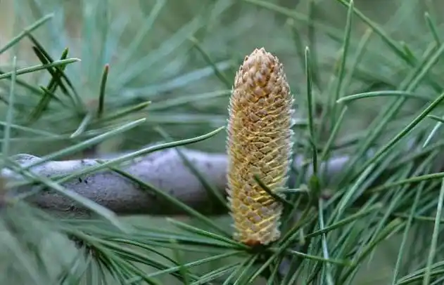 雪松花有什么药用价值?