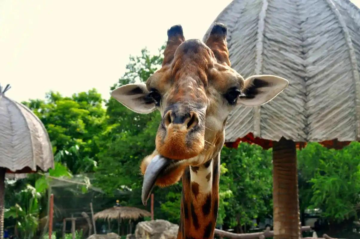 推荐青岛动物园.