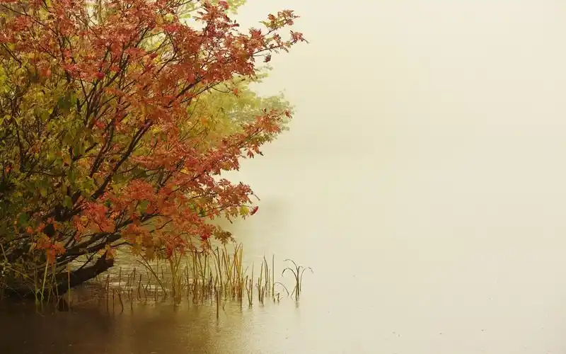 云雾缭绕的初秋早晨唯美树林自然风光桌面壁纸(二)