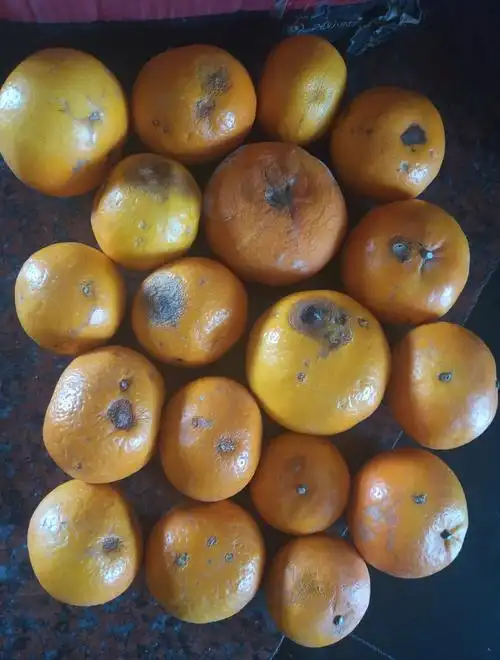 在贝店买了一箱桔子都烂了赔偿不合理