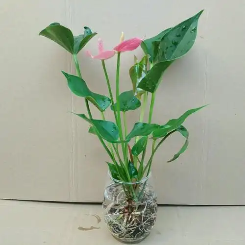 新品【带花发货】盆栽花卉红掌粉掌白掌花室内水培花卉盆栽植物绿植
