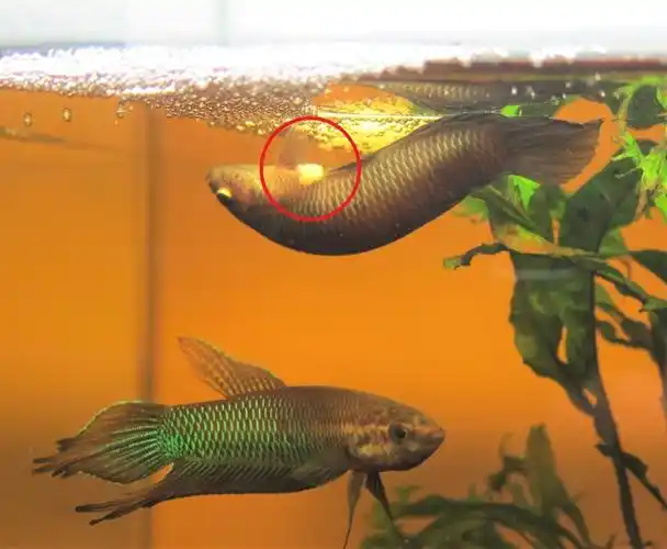 自然大马斗鱼界的绿巨人贝利卡斗鱼