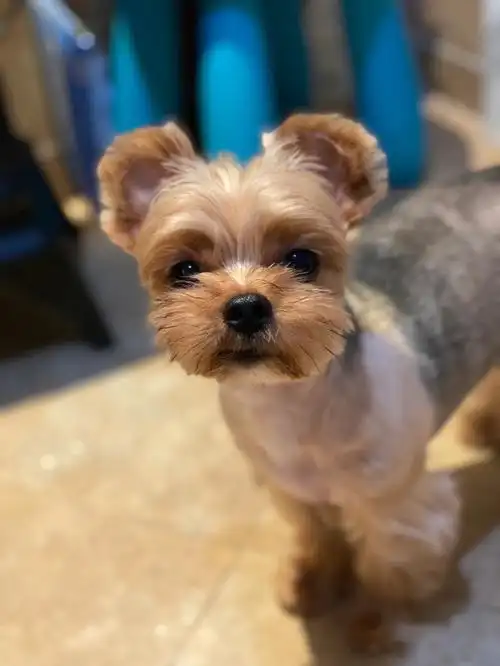 约克夏安娜的短毛