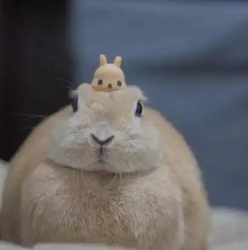 ins上因胖走红的兔兔 胖到脖子都没了站着也像躺着