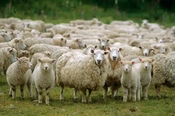 它是一只美利奴羊,是专门为羊毛而饲养的羊,剪羊毛有助于羊的健康,而