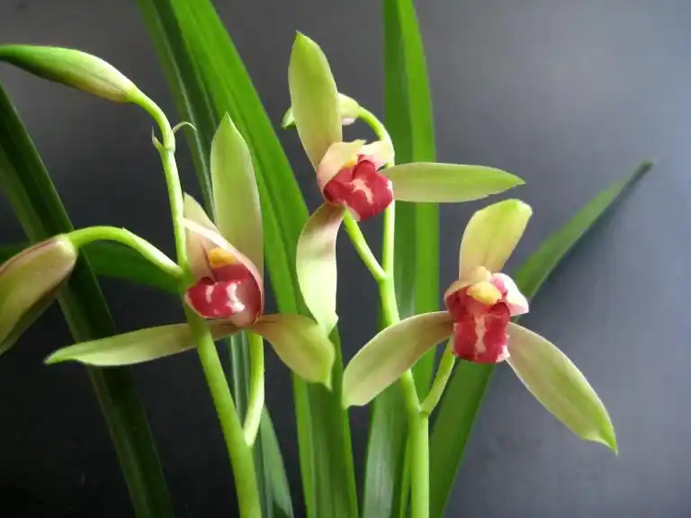 贵妃醉酒-建兰篇-中国兰花交易网社区