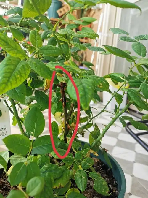 月季修剪后的枝条处出现枯萎这种情况需要