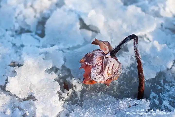 冰雪消融赏荷花