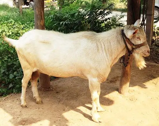 富平奶山羊|关中奶山羊|陕西奶山羊|萨能奶山羊|奶山羊多钱一只